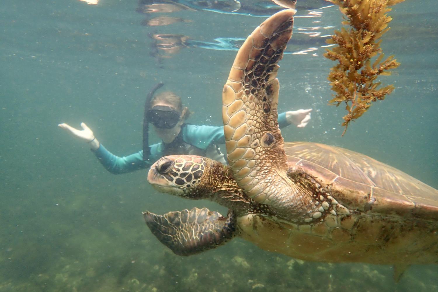 一名<a href='http://a.ziyouniao.net'>博彩网址大全</a>学生在Galápagos群岛游学途中与一只巨龟游泳.